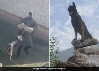 Brave Dog Zoom Kept Fighting Despite Being Hit By Two Bullets, Killed Two Terrorists