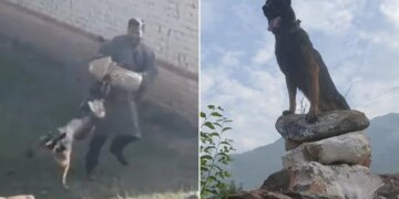 Brave Dog Zoom Kept Fighting Despite Being Hit By Two Bullets, Killed Two Terrorists