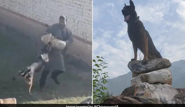 Brave Dog Zoom Kept Fighting Despite Being Hit By Two Bullets, Killed Two Terrorists
