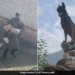 Brave Dog Zoom Kept Fighting Despite Being Hit By Two Bullets, Killed Two Terrorists