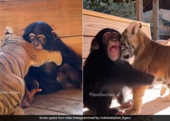 Baby Chimpanzee Hugging Tiger Cubs Is Totally Adorable See Viral Video