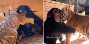 Baby Chimpanzee Hugging Tiger Cubs Is Totally Adorable See Viral Video
