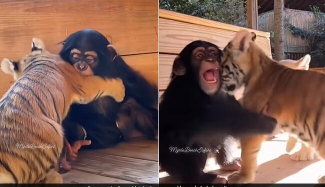 Baby Chimpanzee Hugging Tiger Cubs Is Totally Adorable See Viral Video