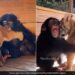 Baby Chimpanzee Hugging Tiger Cubs Is Totally Adorable See Viral Video