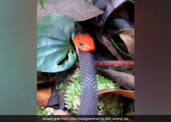 Snake Devoured Another Snake By Swallowing It, Will Be Scared To See The Video, 40 Lakh People Watched The Video