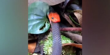 Snake Devoured Another Snake By Swallowing It, Will Be Scared To See The Video, 40 Lakh People Watched The Video
