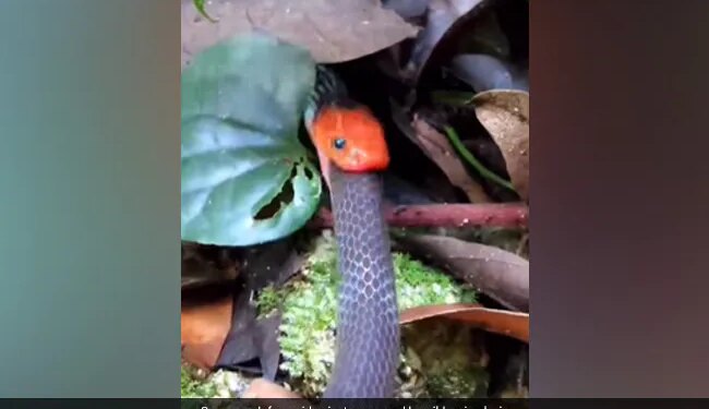 Snake Devoured Another Snake By Swallowing It, Will Be Scared To See The Video, 40 Lakh People Watched The Video