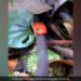 Snake Devoured Another Snake By Swallowing It, Will Be Scared To See The Video, 40 Lakh People Watched The Video