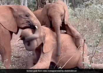 Baby Elephants Wrestling Climbed On The Other Elephant Trapped The Trunk Then What Happened Next See Adorable Video