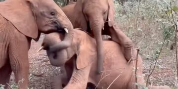 Baby Elephants Wrestling Climbed On The Other Elephant Trapped The Trunk Then What Happened Next See Adorable Video