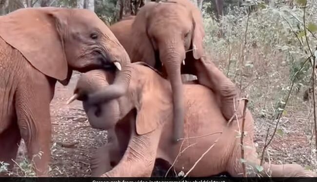 Baby Elephants Wrestling Climbed On The Other Elephant Trapped The Trunk Then What Happened Next See Adorable Video