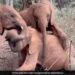 Baby Elephants Wrestling Climbed On The Other Elephant Trapped The Trunk Then What Happened Next See Adorable Video
