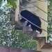 Sloth Bear Eating Bee Hives Video Viral: Just Some Sloth Bears Doing Everything To Reach Their Favourite Food