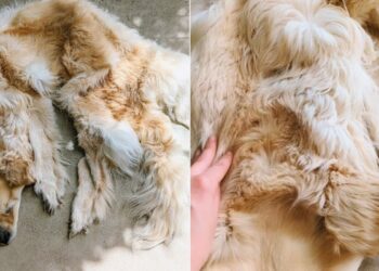 Australian Family Preserves Their Dead Pet Dog As A Rug Internet Is Shocked