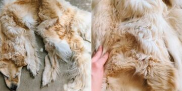 Australian Family Preserves Their Dead Pet Dog As A Rug Internet Is Shocked