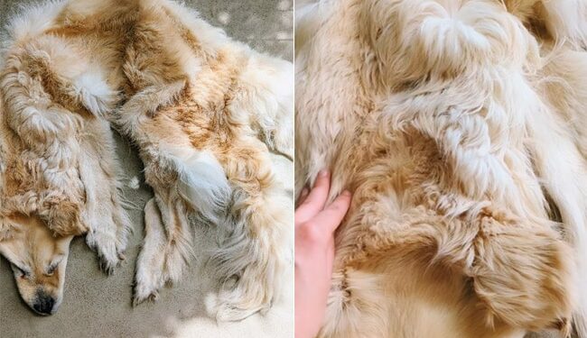 Australian Family Preserves Their Dead Pet Dog As A Rug Internet Is Shocked