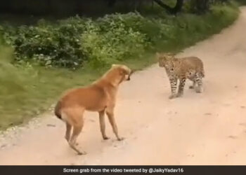 Barking Dog Scaring Away Leopard Then What Happened Next Internet Stuns See Viral Video