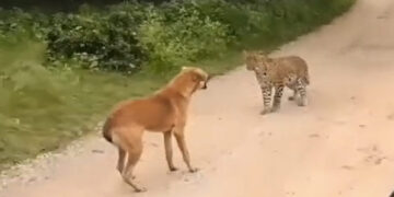Barking Dog Scaring Away Leopard Then What Happened Next Internet Stuns See Viral Video