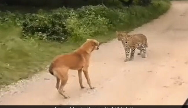 Barking Dog Scaring Away Leopard Then What Happened Next Internet Stuns See Viral Video