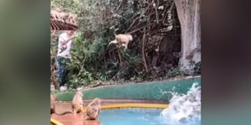 Monkeys Having Fun By Jumping Into Swimming Pool Leaves Internet In Splits See Cute Viral Video