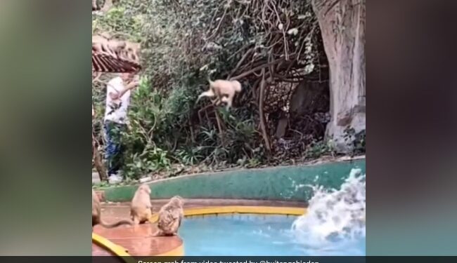 Monkeys Having Fun By Jumping Into Swimming Pool Leaves Internet In Splits See Cute Viral Video