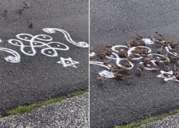 Birds Viral Video: Group Of Birds Arrived To Eat Rangoli Made From Rice Flou