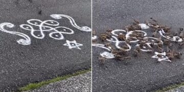 Birds Viral Video: Group Of Birds Arrived To Eat Rangoli Made From Rice Flou