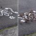 Birds Viral Video: Group Of Birds Arrived To Eat Rangoli Made From Rice Flou