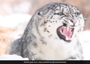 Snow Leopard Close Up Video Stuns Internet See Horrible Expressions Of One Of The Most Elusive Big Cats