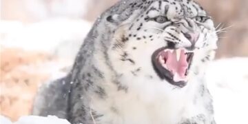 Snow Leopard Close Up Video Stuns Internet See Horrible Expressions Of One Of The Most Elusive Big Cats