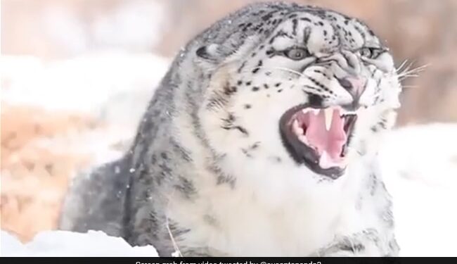 Snow Leopard Close Up Video Stuns Internet See Horrible Expressions Of One Of The Most Elusive Big Cats