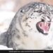 Snow Leopard Close Up Video Stuns Internet See Horrible Expressions Of One Of The Most Elusive Big Cats