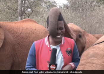 Elephant Tickles Reporter During Live Report Then This Happened Next See Funny Viral Video