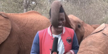 Elephant Tickles Reporter During Live Report Then This Happened Next See Funny Viral Video