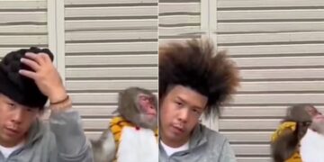 Reaction Of Monkey Viral Video: Monkey Surprise On Hairstyle Of Man Cute Video Viral On Social Media