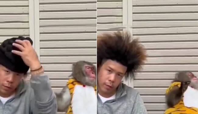 Reaction Of Monkey Viral Video: Monkey Surprise On Hairstyle Of Man Cute Video Viral On Social Media