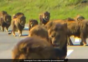 Five Lions Escaped Zoo At Sydneys Taronga Zoo Emergency Alarms Rang – चिड़ियाघर से भागे पांच शेर… मची अफरा-तफरी, बजा अलार्म, और फिर…