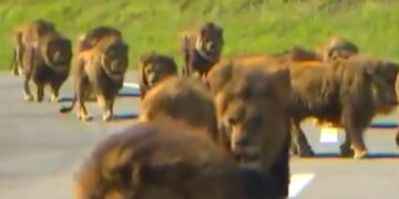 Five Lions Escaped Zoo At Sydneys Taronga Zoo Emergency Alarms Rang – चिड़ियाघर से भागे पांच शेर… मची अफरा-तफरी, बजा अलार्म, और फिर…