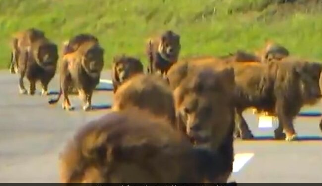 Five Lions Escaped Zoo At Sydneys Taronga Zoo Emergency Alarms Rang – चिड़ियाघर से भागे पांच शेर… मची अफरा-तफरी, बजा अलार्म, और फिर…