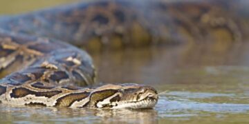Python Attack On Little Boy Bites And Drags Into Pool Suddenly Rescued By Dad And Grand Father In Australia