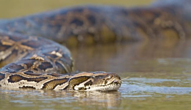 Python Attack On Little Boy Bites And Drags Into Pool Suddenly Rescued By Dad And Grand Father In Australia