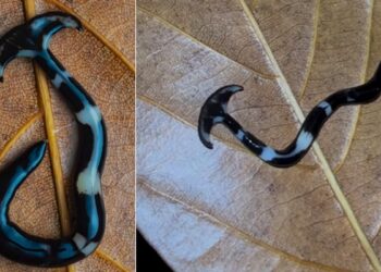 Strange Creatures Looking Like Hammerhead Sharks: Video Of A Strange Creature That Appeared Like A Hammerhead Shark Going Viral