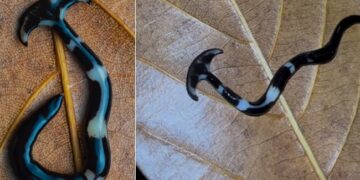 Strange Creatures Looking Like Hammerhead Sharks: Video Of A Strange Creature That Appeared Like A Hammerhead Shark Going Viral