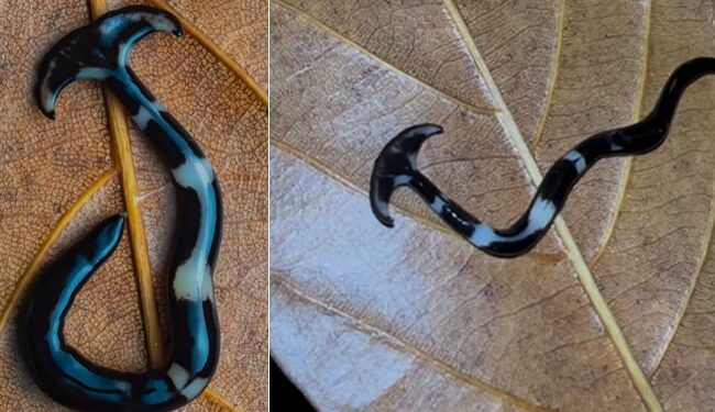 Strange Creatures Looking Like Hammerhead Sharks: Video Of A Strange Creature That Appeared Like A Hammerhead Shark Going Viral