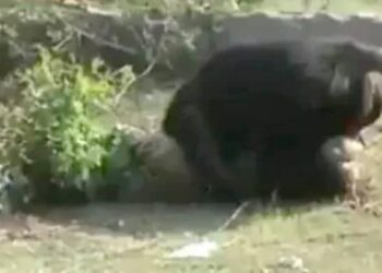 WATCH Horrifying Video Bear Attacked Three People In Tamil Nadu Tenkasi