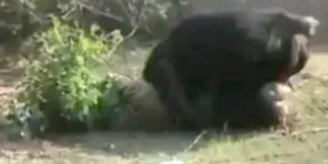 WATCH Horrifying Video Bear Attacked Three People In Tamil Nadu Tenkasi