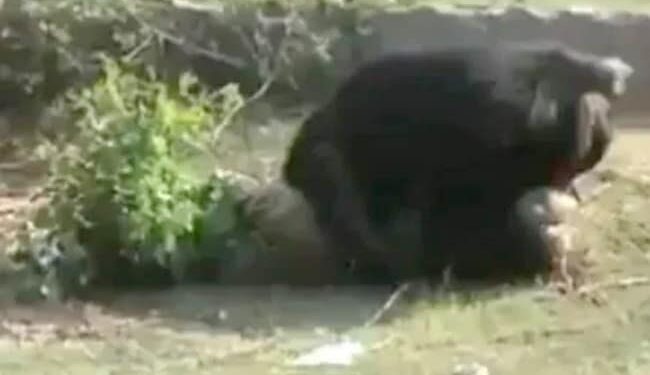 WATCH Horrifying Video Bear Attacked Three People In Tamil Nadu Tenkasi