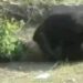 WATCH Horrifying Video Bear Attacked Three People In Tamil Nadu Tenkasi
