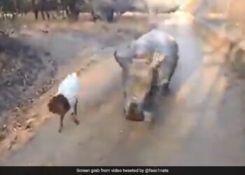 Baby Rhino Imitates Goat: Video Of Baby Rhino Jumping And Skipping Like Its Goat Friend