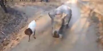 Baby Rhino Imitates Goat: Video Of Baby Rhino Jumping And Skipping Like Its Goat Friend